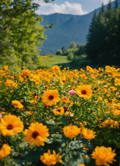 Fototapeta premium sunflowers in the mountains