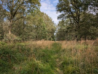 Obraz premium Forested woodland areas in summer UK Europe trees green and blooming 