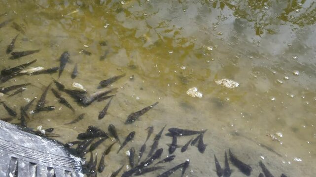 Dead fish and crayfish in a polluted river. Ecological disaster