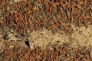 Line of ants and in the middle of the line is the opening of the ant's burrow. It is noted that ants clean the work line they walk on to facilitate their movement.