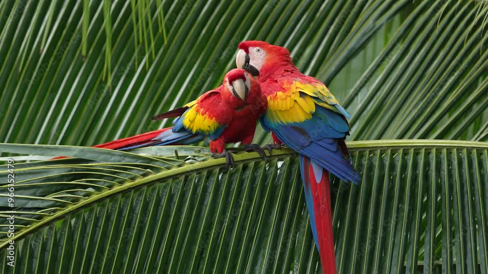 Poster nature costa rica. pair of big scarlet macaws, ara macao, two birds sitting on the palm leave, costa