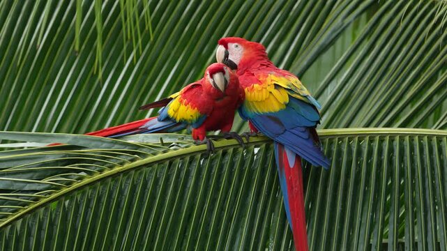 Nature Costa Rica. Pair of big Scarlet Macaws, Ara macao, two birds sitting on the palm leave, Costa rica. Wildlife love scene from tropical forest. Two beautiful parrots on tree branch in habitat.