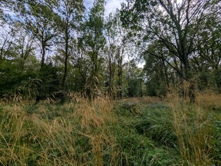 Fototapeta premium Forested woodland areas in summer UK Europe trees green and blooming 