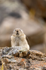 Collared Pika in Autumn in Denali National Park Alaska