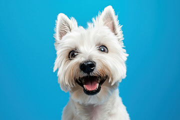 A portrait of a West Highland White Terrier dog with a surprised and happy expression on face looking at camera over blue background.