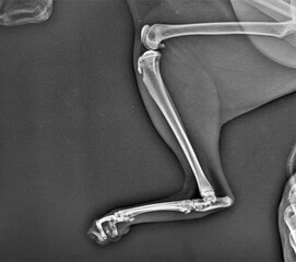 X-ray of a cat showing the cat's leg in good condition. X ray Veterinary medicine. Pets...