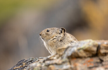 Collared Pika in Autumn in Denali National Park Alaska