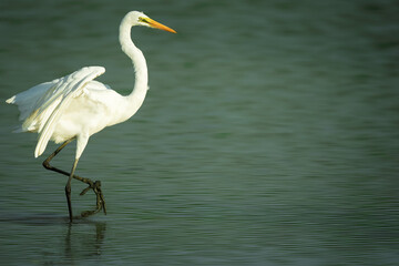 great blue heron ardea cinerea