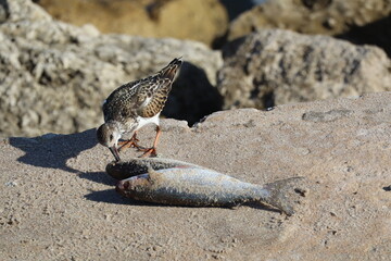 Ruddy Turnstone shorebird with a fish snack