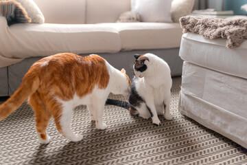 two domestic white cats interact in the living room