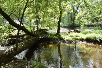river in the woods