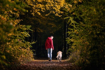Fototapeta premium Man with dog walking in autumn forest. Rear view of pet owner with labrador retriever on footpath in woodland..