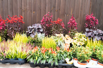 A vibrant and eyecatching arrangement of colorful plants and beautiful flowers designed for garden...