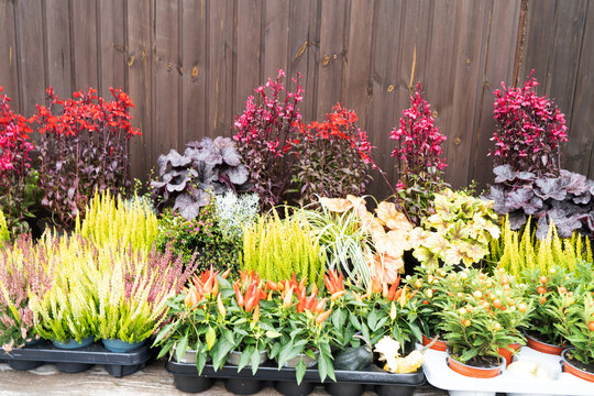 A vibrant and eyecatching arrangement of colorful plants and beautiful flowers designed for garden enthusiasts