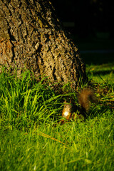 While climbing a tree to get to its babies, this red squirrel is lit in golden light