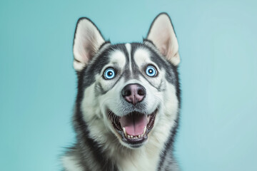 Fototapeta premium A portrait of a Siberian Husky dog with a surprised and happy expression on face looking at camera over light blue background.
