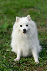 white Japanese Pomeranian Spitz looks forward on walk in park, dogwalking concept