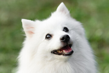 white Japanese Pomeranian Spitz looks up at owner on walk in park, dogwalking concept