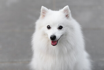 white Japanese Pomeranian Spitz looks up at owner on walk in park, dogwalking concept