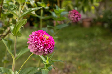 Common zinnia (Zinnia elegans Jacq.) in Izmir, Turkey Local name: Dirty lady flower