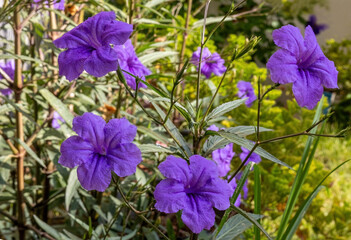 Purple ruellia tuberosa in the garden