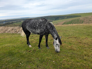 Fototapeta premium horse in the field