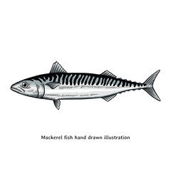 Mackerel fish illustration. Vintage mackerel fish hand drawn illustration in engraving style