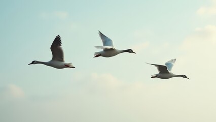 Obraz premium Elegant Ducks in Flight