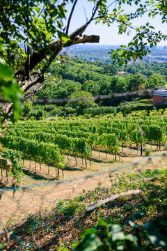 vineyard in Vienna region