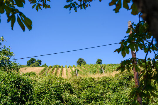 vineyard in Vienna region