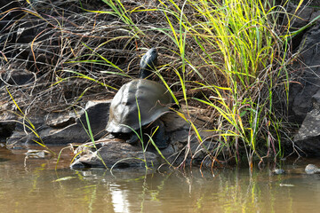 Péloméduse noire, Pelomedusa subrufa nigra, Parc national Kruger, Afrique du Sud