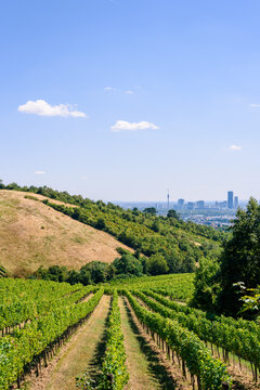 vineyard in Vienna region