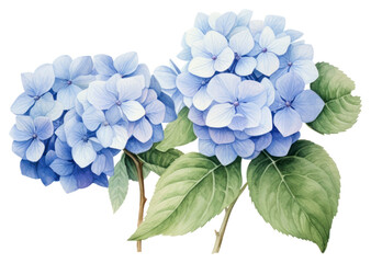 PNG Hydrangea flowers plant white background inflorescence.