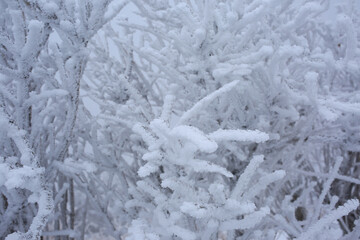 樹氷