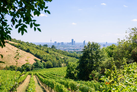 vineyard in Vienna region