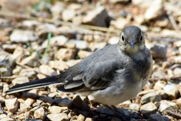 Ballerina Montana (Motacilla Clara) - Lago Sirino