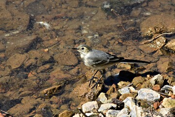 Ballerina Montana (Motacilla Clara) - Lago Sirino