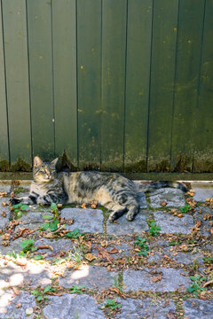 cat in the garden