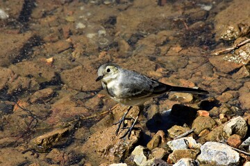 Ballerina Montana (Motacilla Clara) - Lago Sirino
