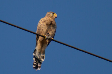 Eurasian Kestrel