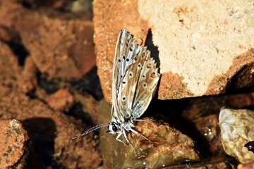 Farfalla (polyommatus Coridon) - Lago Sirino (Nemoli - Pz)