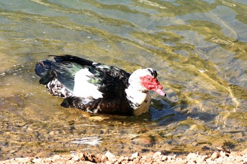 Anatra Muta o Anatra Muschiata (Cairina Moschata) - Lago Sirino