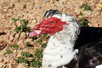 Anatra Muta o Anatra Muschiata (Cairina Moschata) - Lago Sirino