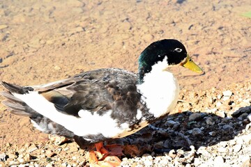 Germano Reale - Lago Sirino
