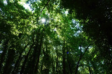 Sorgenti del Lago Sirino (Nemoli - Pz)