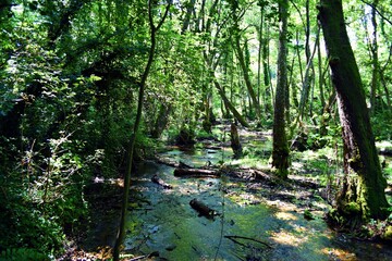 Sorgenti del Lago Sirino (Nemoli - Pz)