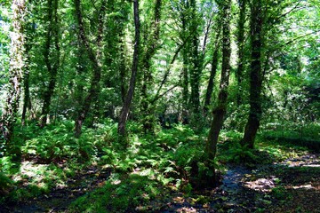 Sorgenti del Lago Sirino (Nemoli - Pz)