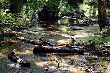 Sorgenti del Lago Sirino (Nemoli - Pz)