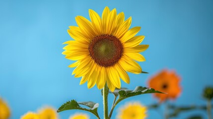 Fototapeta premium Vibrant Sunflower Against a Blue Sky