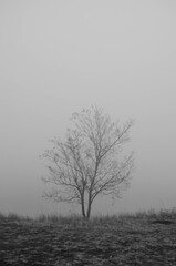 A tree in the fog